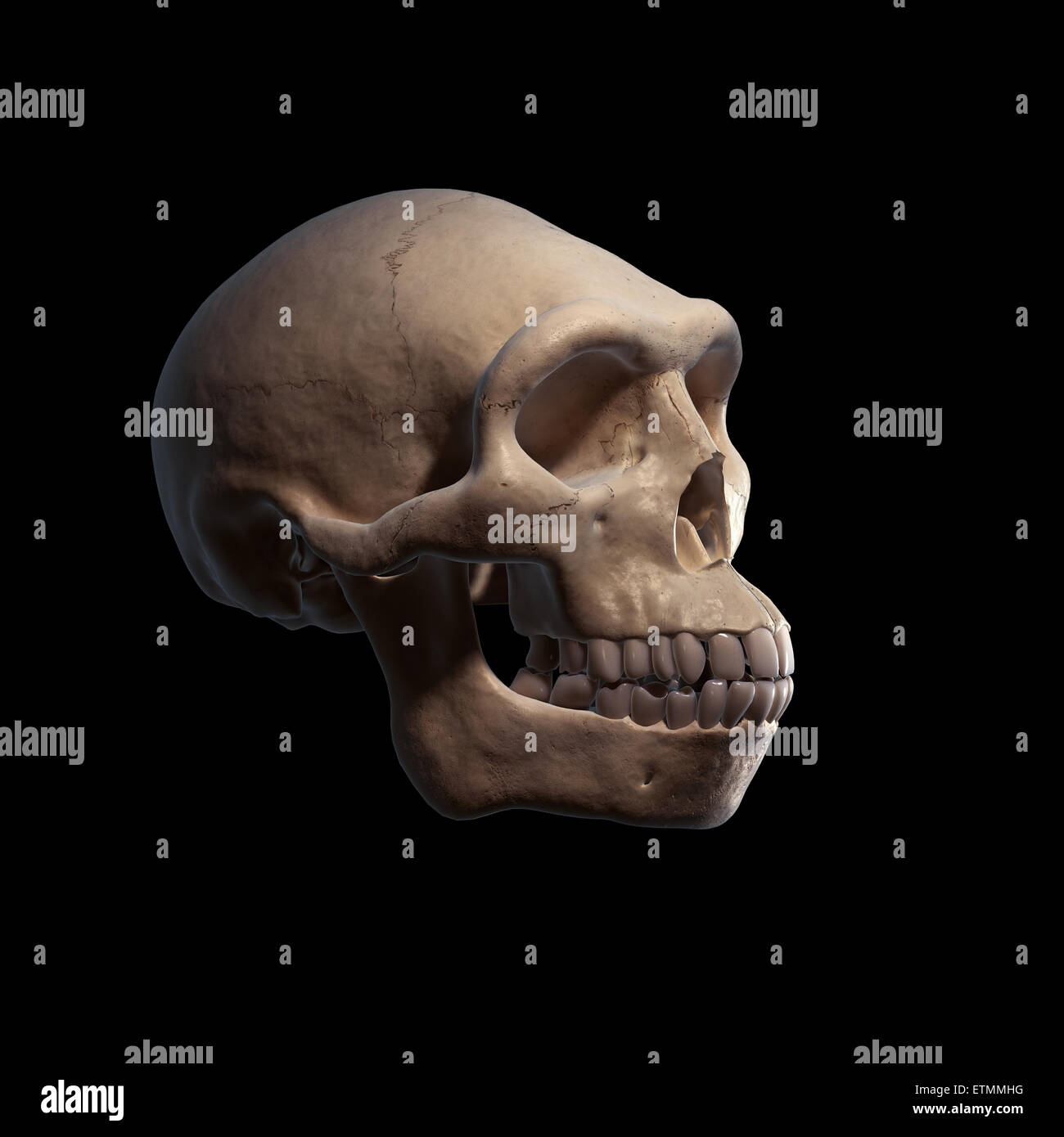 Illustration d'un Homo Erectus crâne. L'Homo Erectus est un genre éteint d'hominidés et ancêtre de l'Homo Sapiens. Banque D'Images