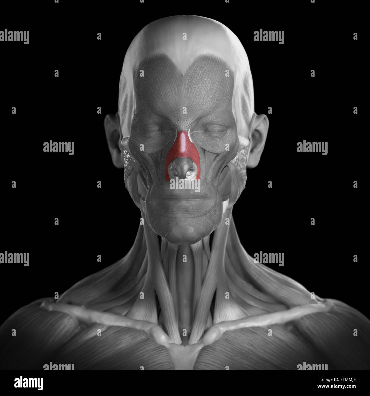 Image conceptuelle des muscles de la face avec les muscles en surbrillance. nasalis Banque D'Images