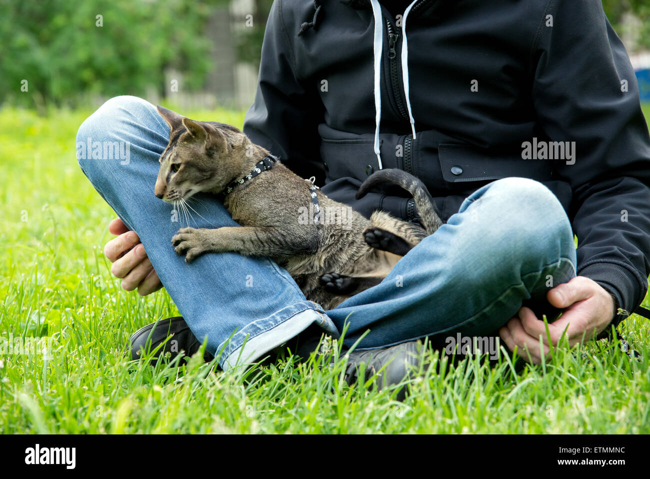 Le chat est assis sur les genoux de l'homme Banque D'Images