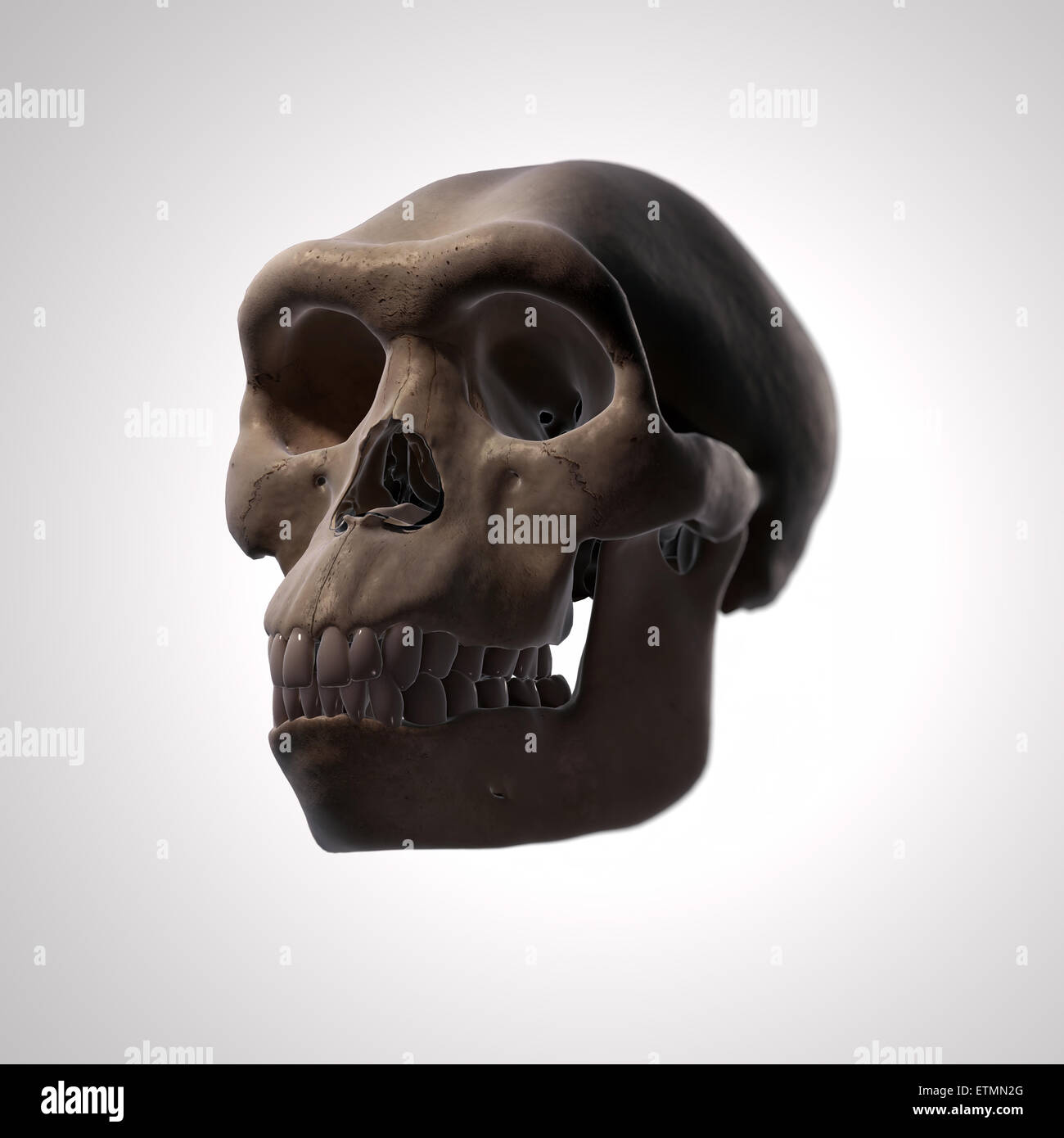 Illustration d'un crâne d'Homo Habilis. L'Homo Habilis est un genre éteint d'hominidés et ancêtre de l'Homo Sapiens. Banque D'Images