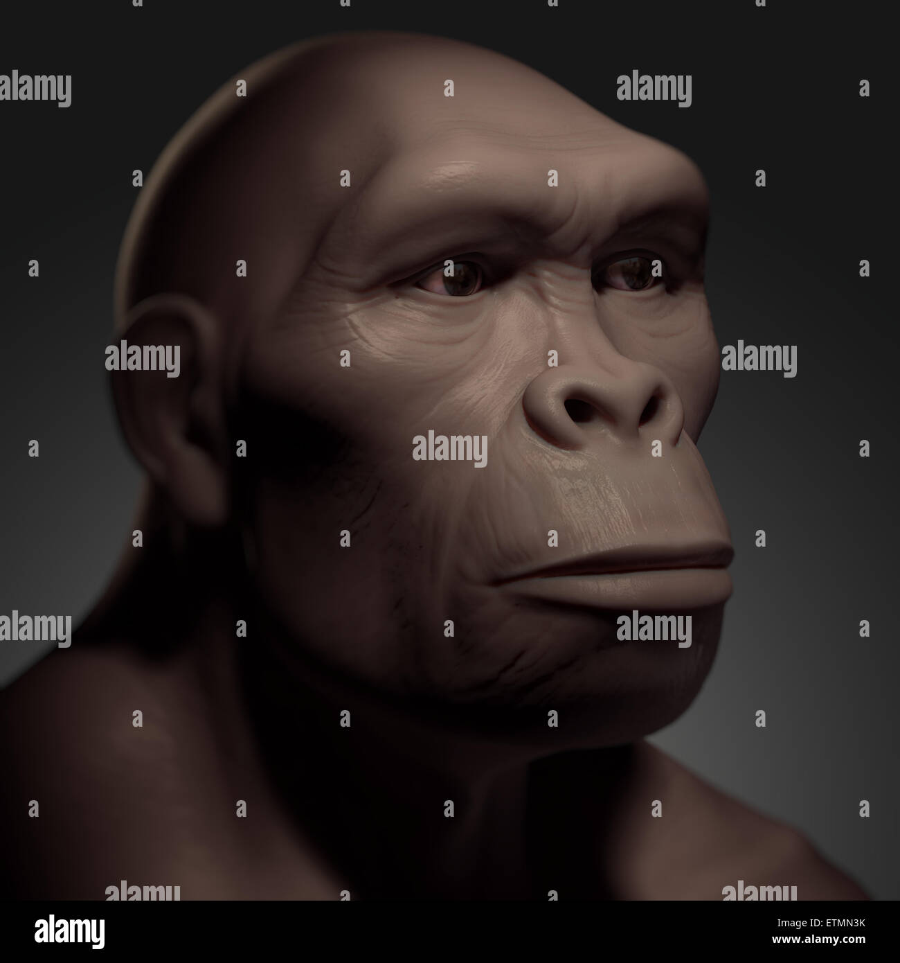 L'inscription d'un Homo Habilis, une espèce d'hominidés et ancêtre de l'Homo Sapiens Banque D'Images