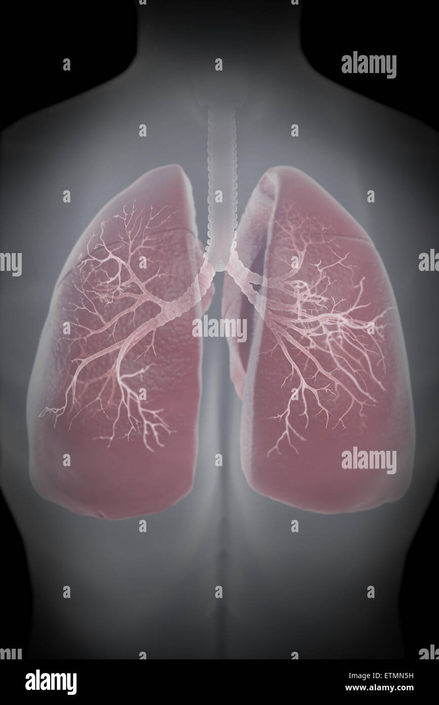 Illustration montrant les poumons dans la poitrine. Banque D'Images