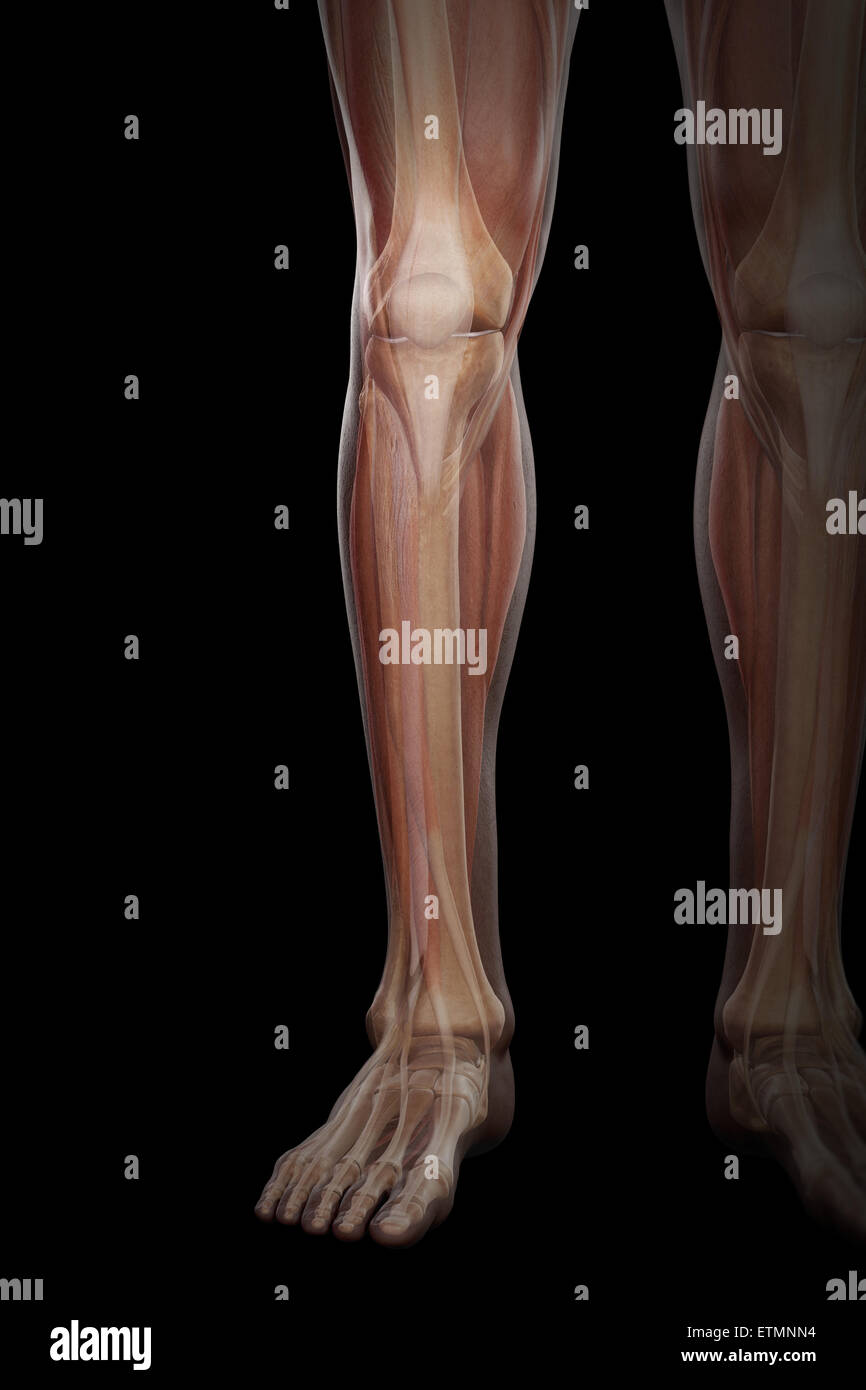 Illustration de la musculature et de la structure du squelette de la partie inférieure des jambes, visibles à travers la peau. Banque D'Images