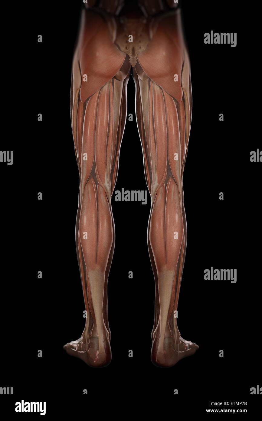 Illustration de la structure du squelette et de la musculature des jambes, visibles à travers la peau. Banque D'Images