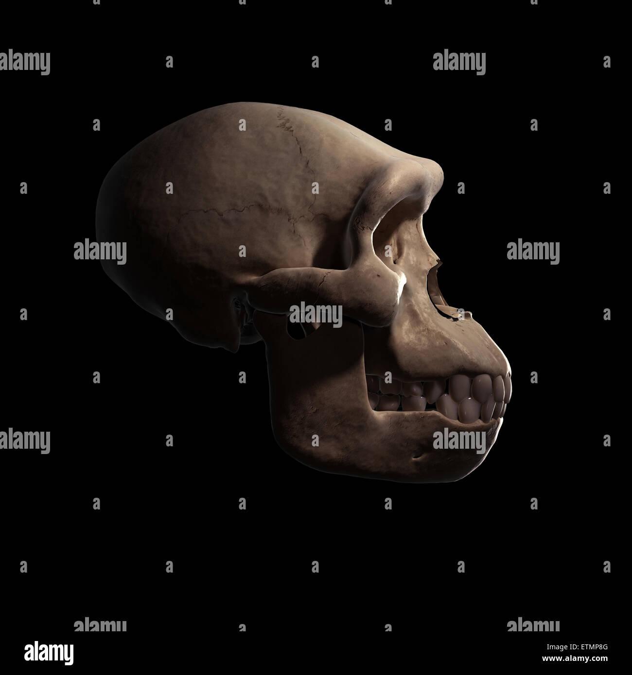 Illustration d'un crâne d'Homo Habilis. L'Homo Habilis est un genre éteint d'hominidés et ancêtre de l'Homo Sapiens. Banque D'Images