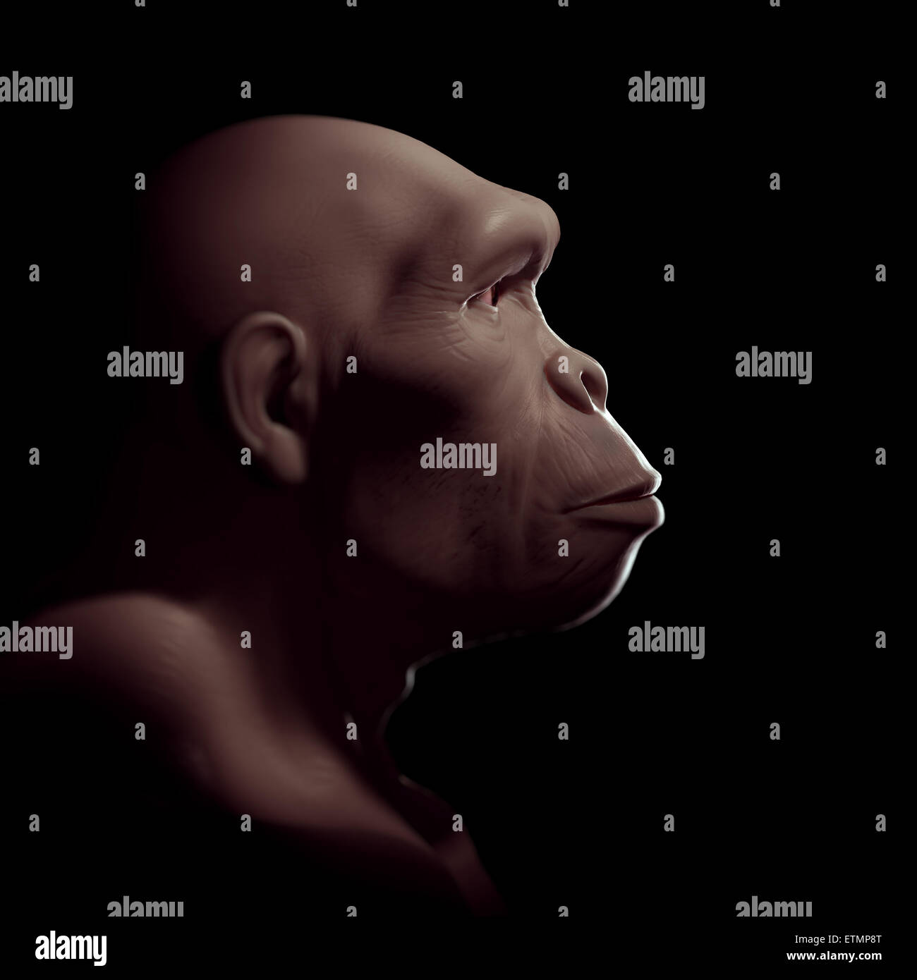 L'inscription d'un Homo Habilis, une espèce d'hominidés et ancêtre de l'Homo Sapiens Banque D'Images