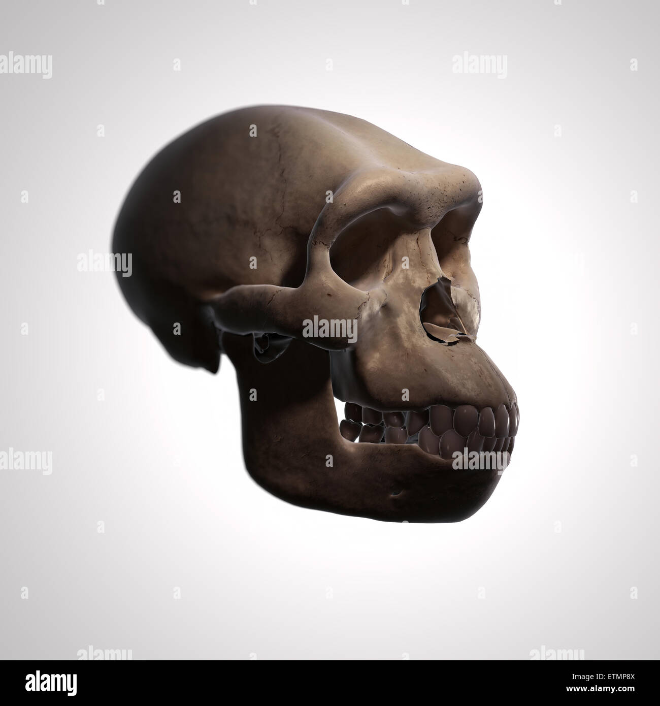 Illustration d'un crâne d'Homo Habilis. L'Homo Habilis est un genre éteint d'hominidés et ancêtre de l'Homo Sapiens. Banque D'Images