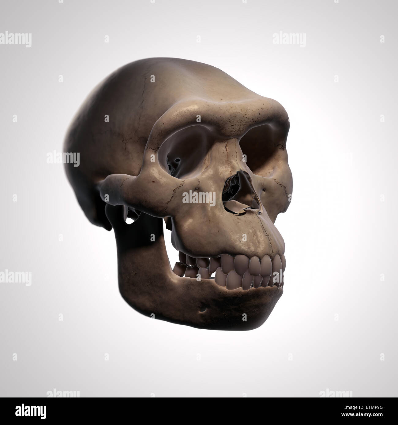 Illustration d'un crâne d'Homo Habilis. L'Homo Habilis est un genre éteint d'hominidés et ancêtre de l'Homo Sapiens. Banque D'Images