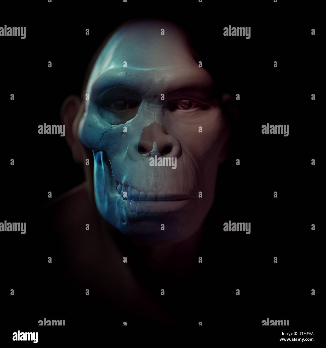 L'inscription d'un Homo Habilis avec crâne visible in situ. L'Homo Erectus est un genre éteint d'hominidés et ancêtre de l'Homo Sapiens. Banque D'Images