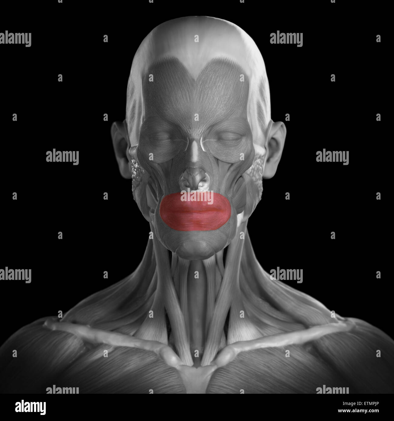 Image conceptuelle des muscles de la face avec les muscles orbiculaire en surbrillance. Banque D'Images