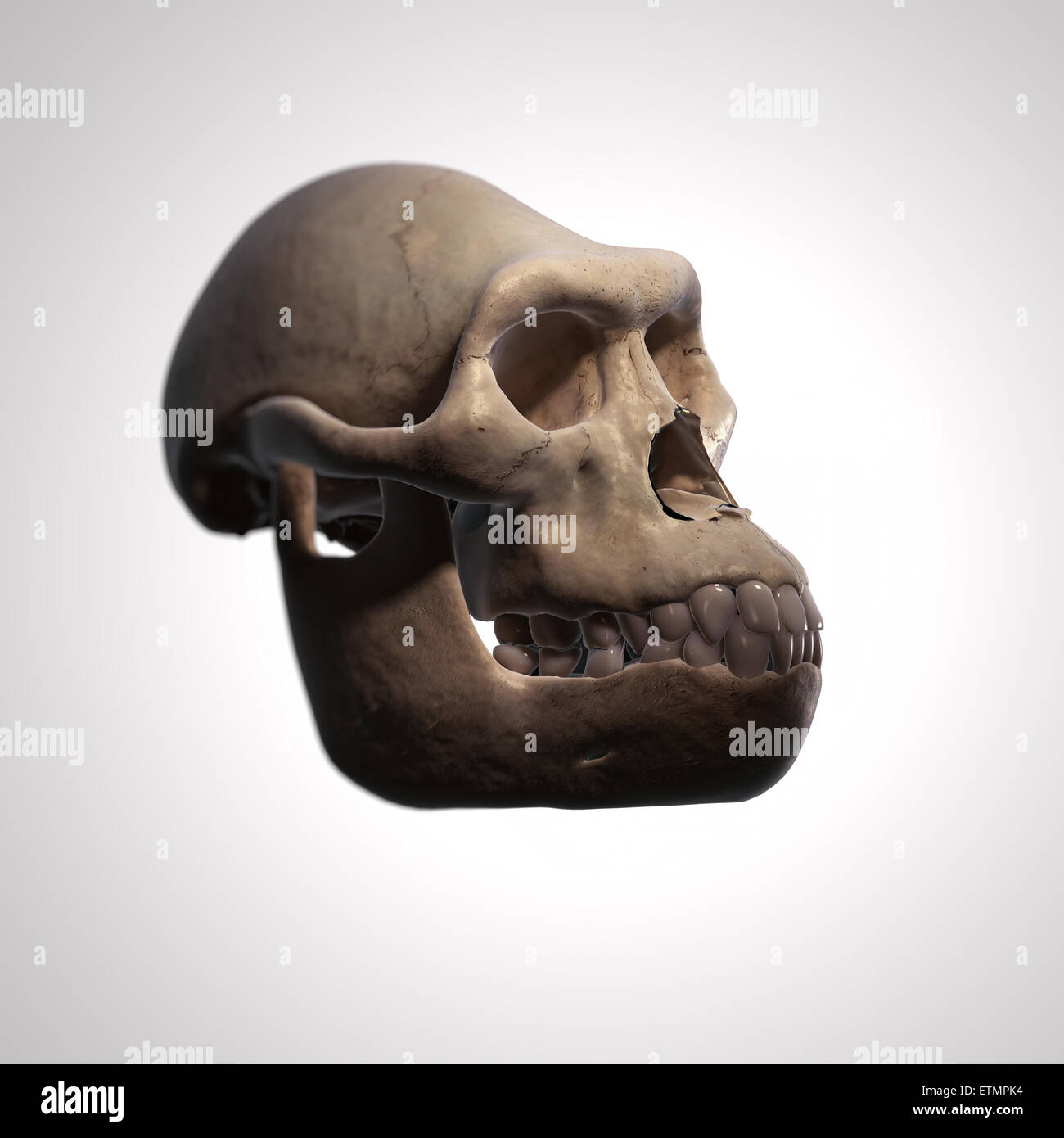 Illustration d'un crâne d'australopithecus. L'australopithecus est un genre éteint d'hominidés et au début de l'ancêtre de l'Homo Sapiens. Banque D'Images