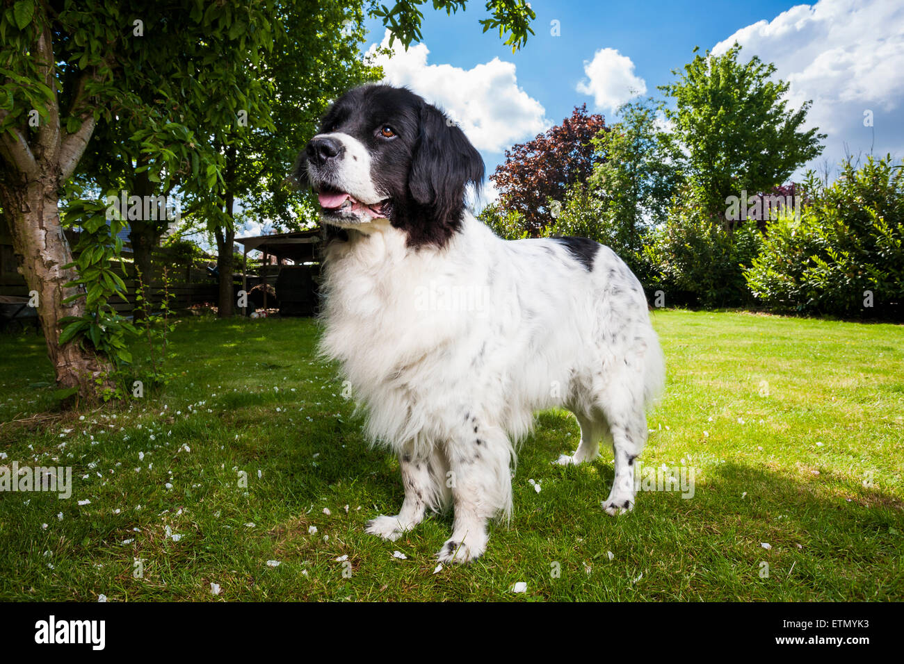 Lancier dans jardin Banque D'Images