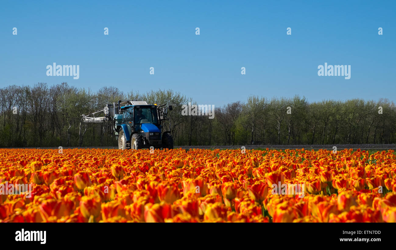 Conduite du tracteur dans un champ de tulipes, les Pays-Bas Banque D'Images