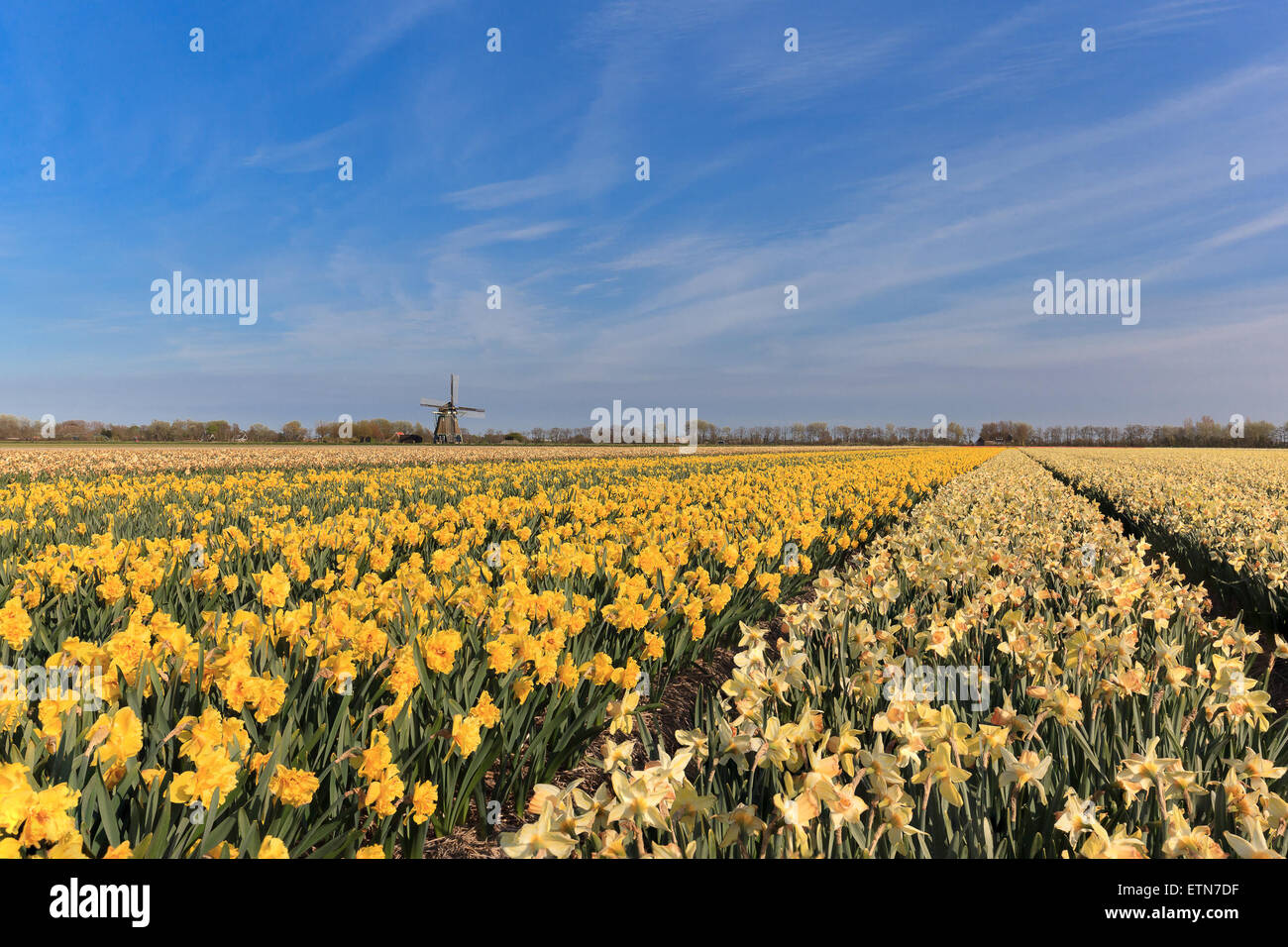 Domaine de jonquilles avec une éolienne dans la distance, les Pays-Bas Banque D'Images