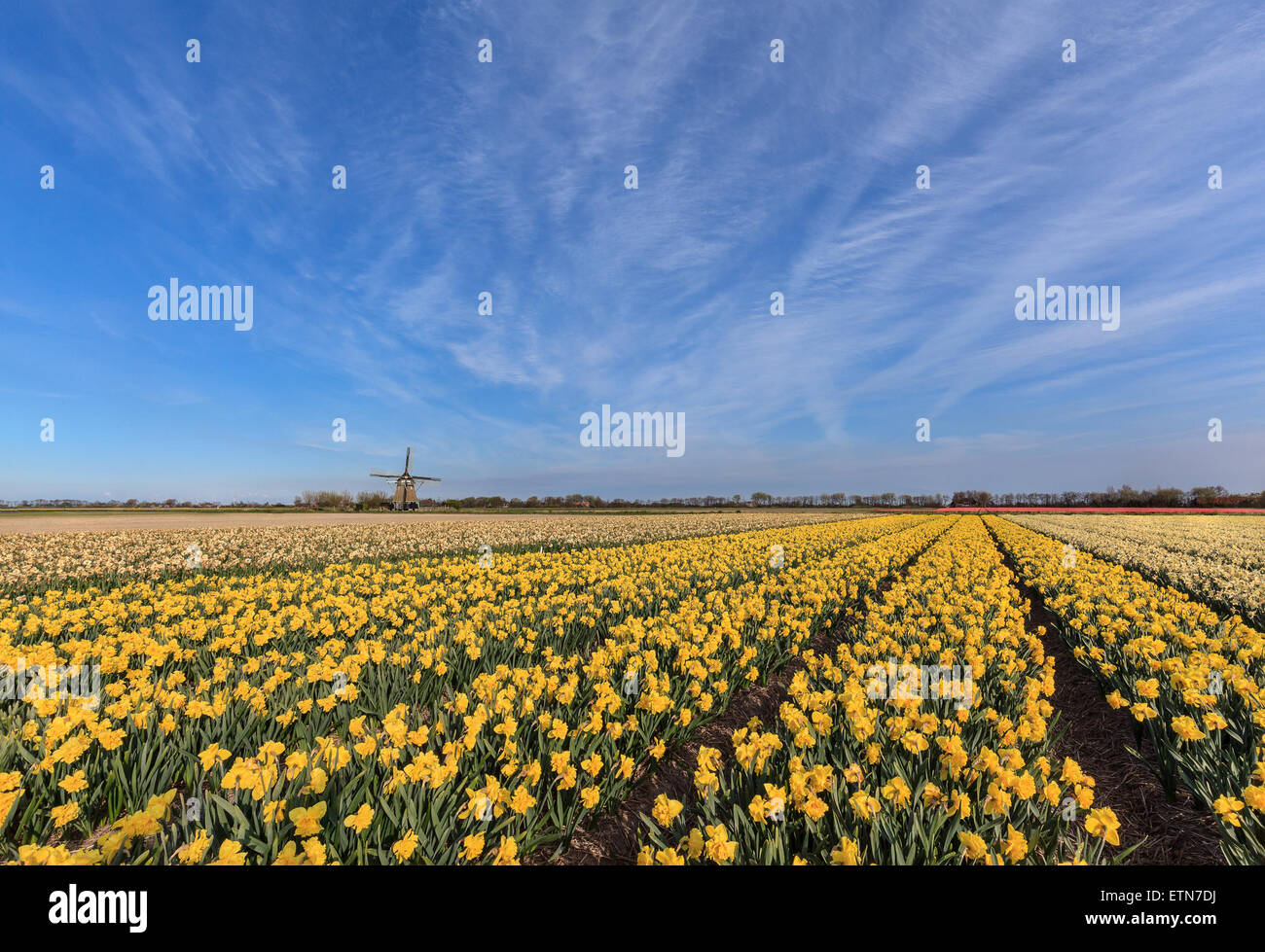 Domaine de jonquilles avec une éolienne dans la distance, les Pays-Bas Banque D'Images