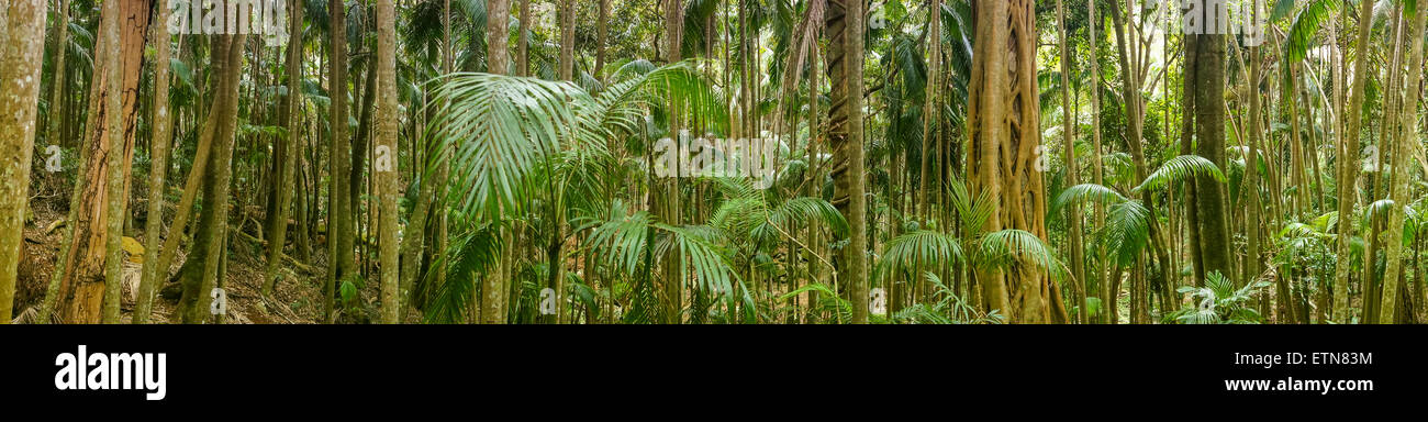 Close-up of rainforest, Mount Tamborine, sud-est du Queensland, Australie Banque D'Images