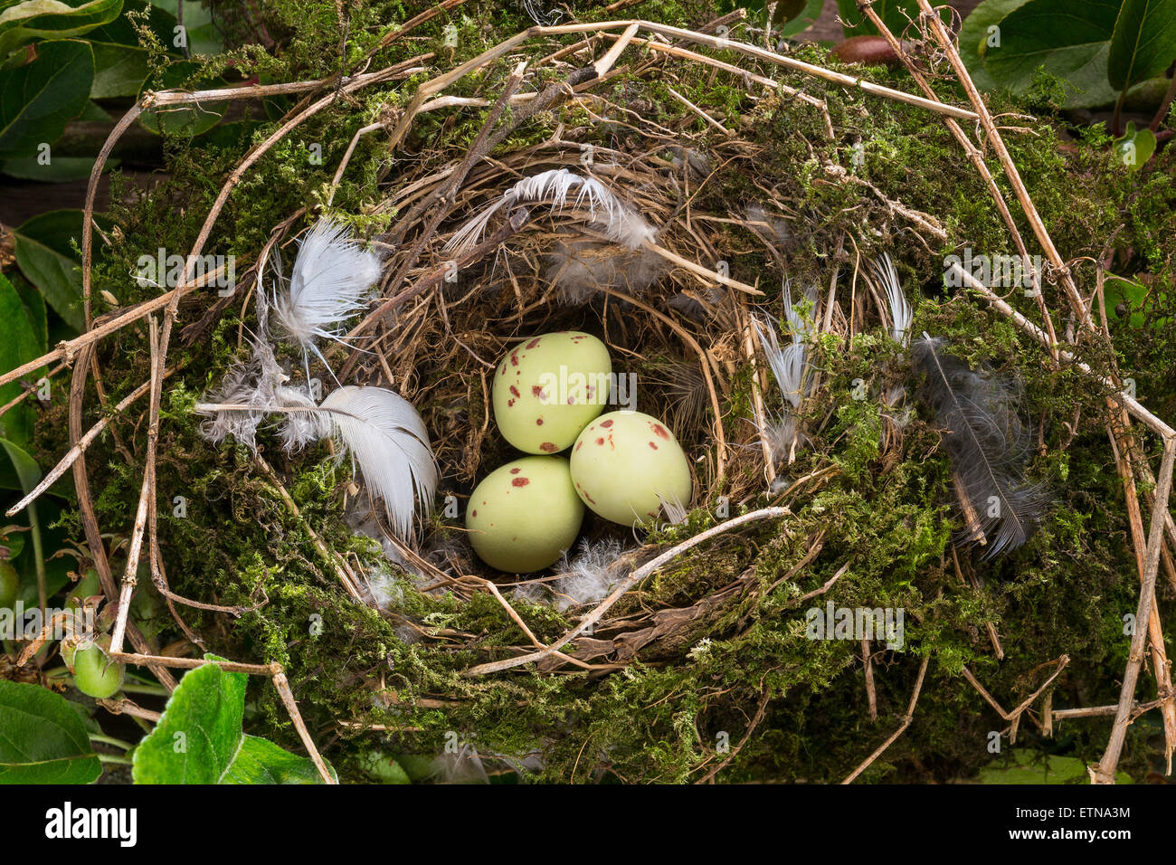 Les œufs des oiseaux dans un petit nid Banque D'Images