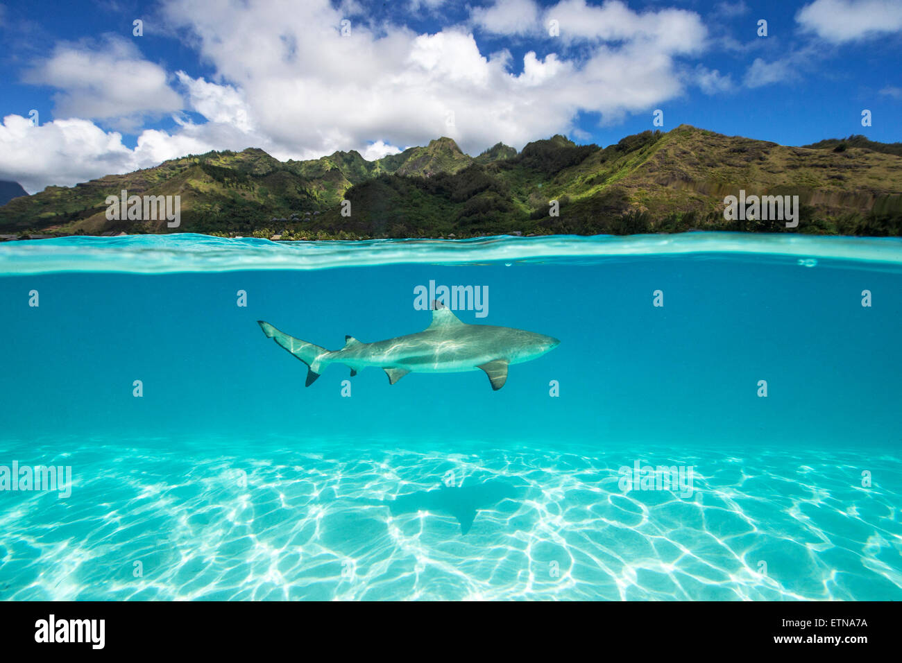 Underwater un requin à pointe noire, Tahiti, Polynésie Française Photo Stock Alamy