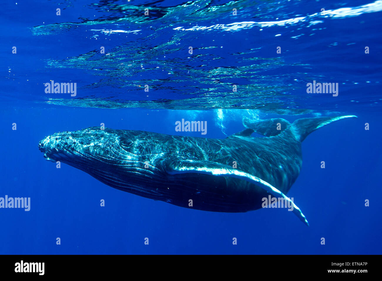 Underwater une baleine à bosse, Tahiti, Polynésie Française Banque D'Images