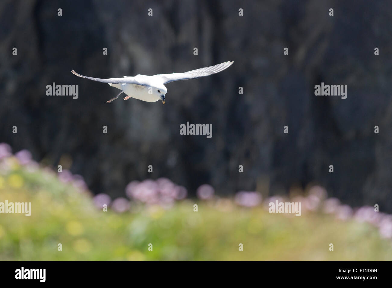 - Fulmar (Fulmarus glacialis). Volant le long de la falaise, l'épargne en premier plan flou. Banque D'Images