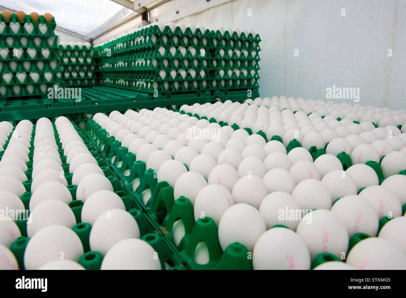 Oeufs blancs dans des caisses en plastique vert prêt à être transportés à partir d'un élevage de poulets Banque D'Images