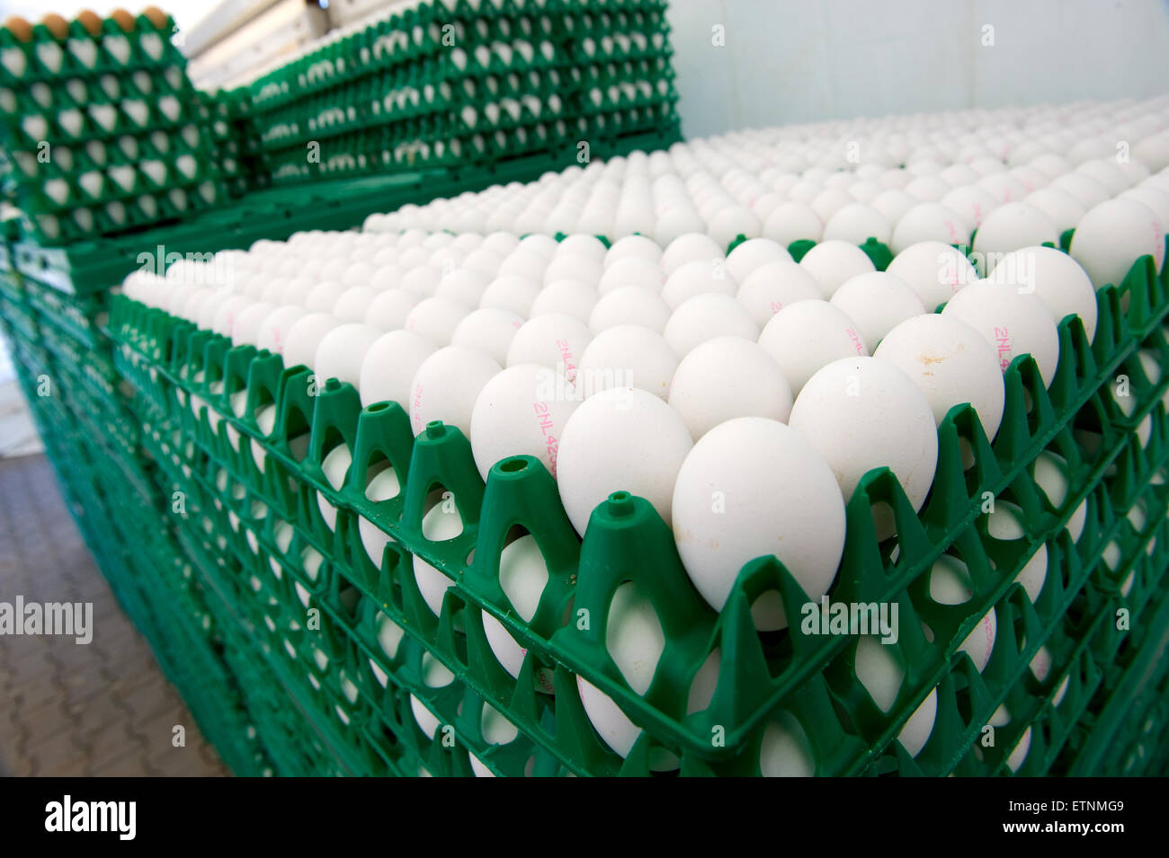 Oeufs blancs dans des caisses en plastique vert prêt à être transportés à partir d'un élevage de poulets Banque D'Images