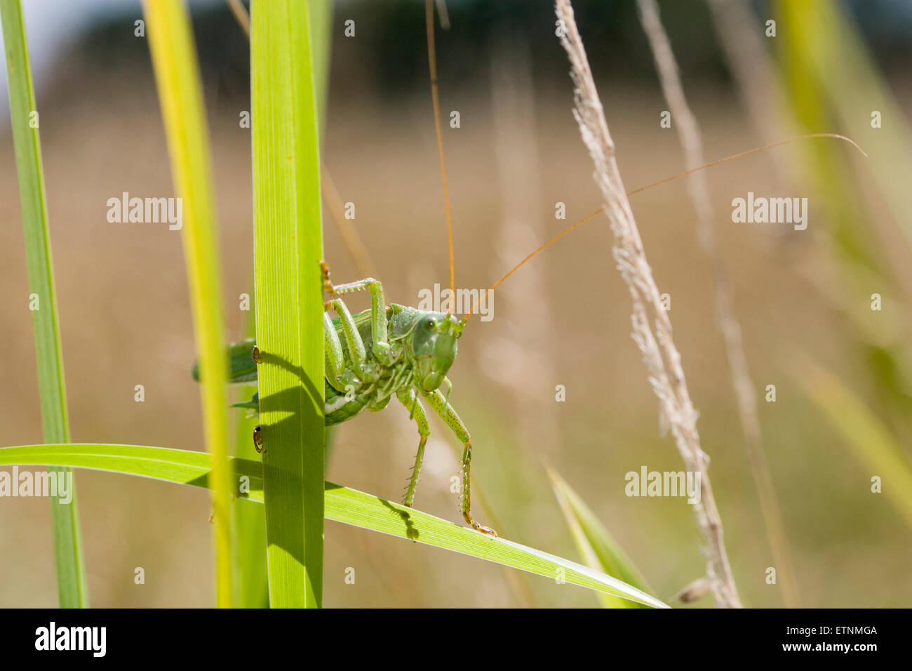 Grand Green Bush-cricket - Tettigonia viridissima. Homme Banque D'Images