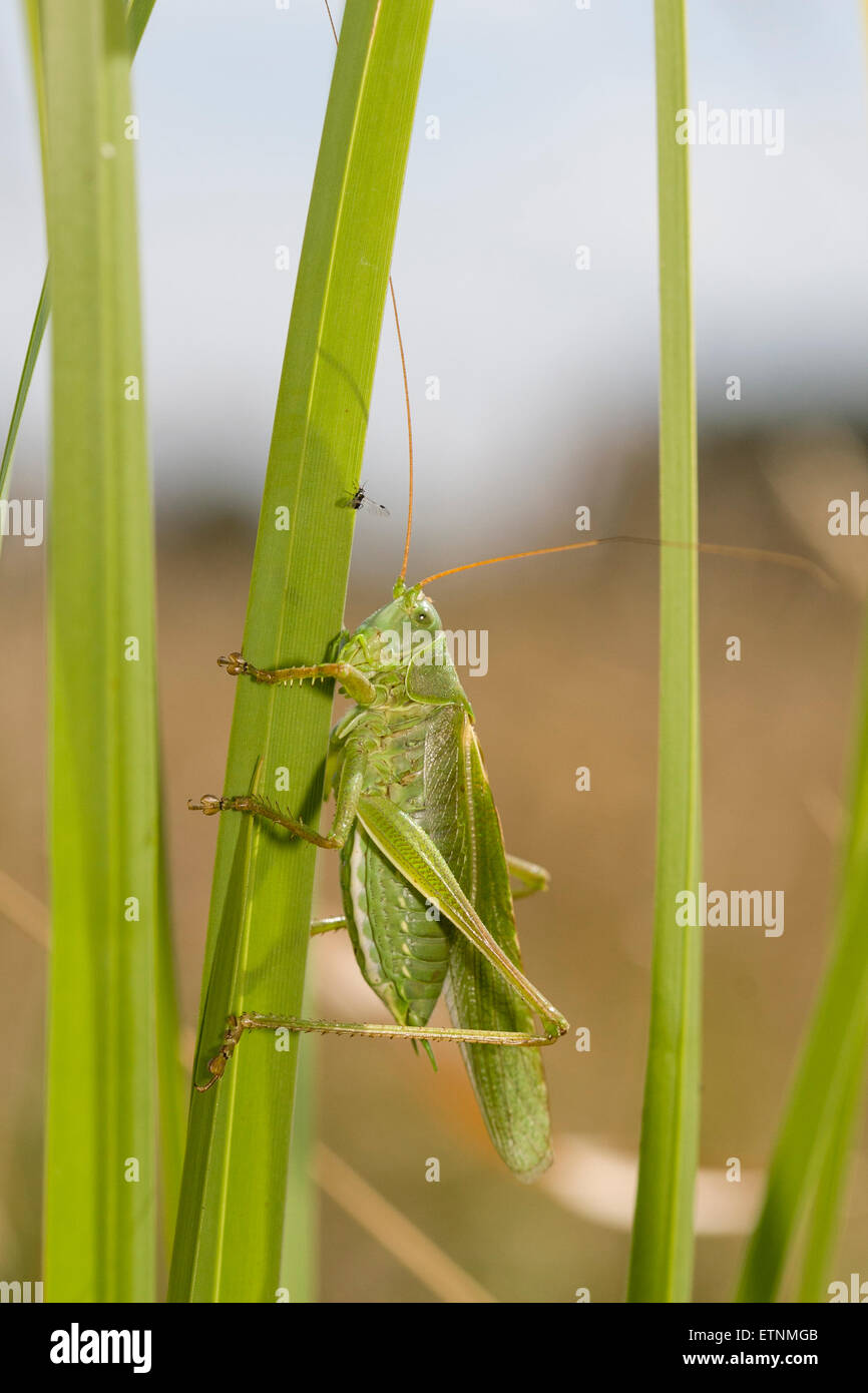 Grand Green Bush-cricket - Tettigonia viridissima. Homme Banque D'Images