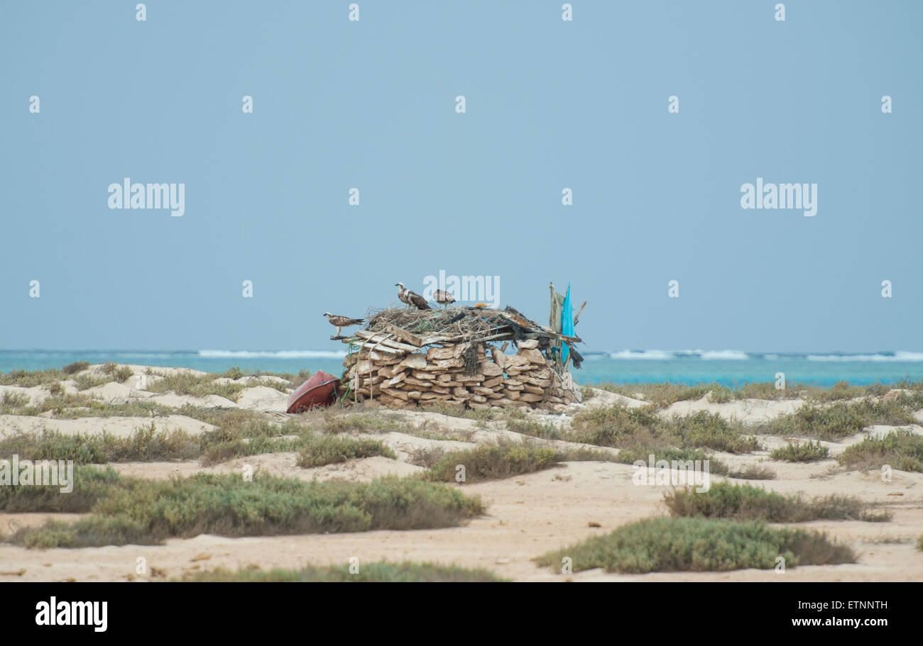 Osprey trois oiseaux sauvages sur une cabane en pierre au désert tropical island Banque D'Images