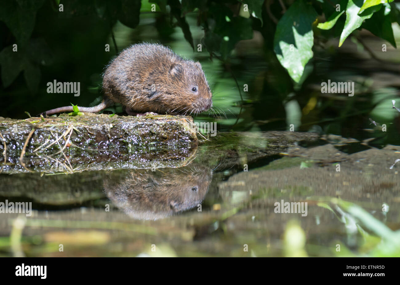 Le campagnol de l'eau (Arvicola terrestris) sur une pierre au milieu du gué Banque D'Images