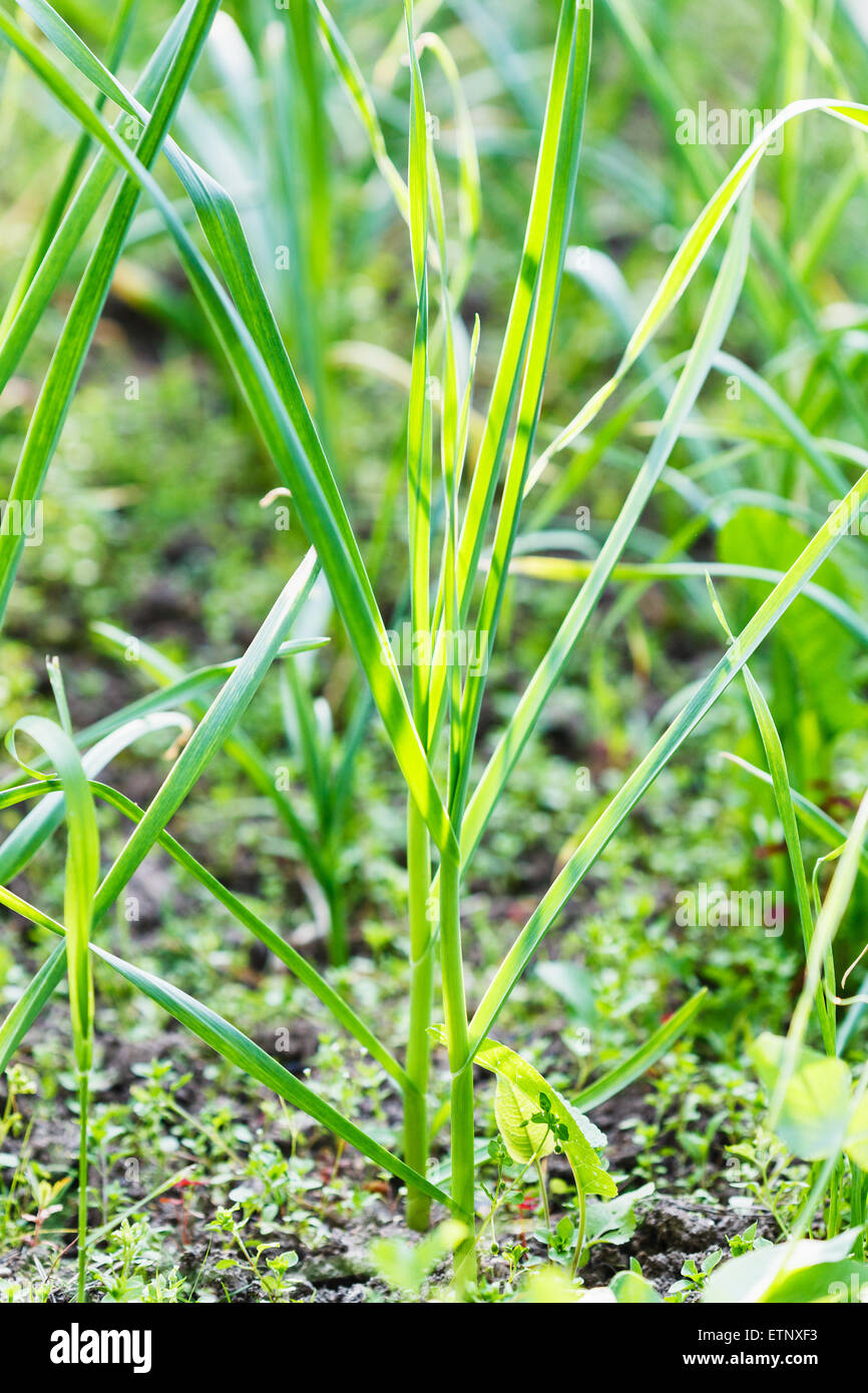 Les jeunes pousses d'ail vert printemps close up in garden Banque D'Images