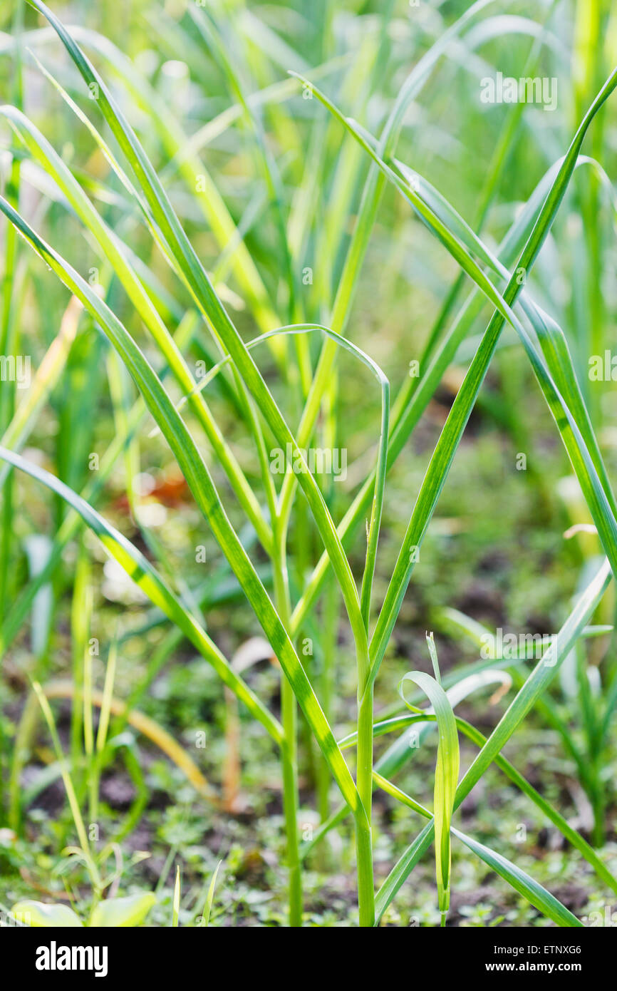 Les jeunes tiges d'ail vert printemps close up in garden Banque D'Images