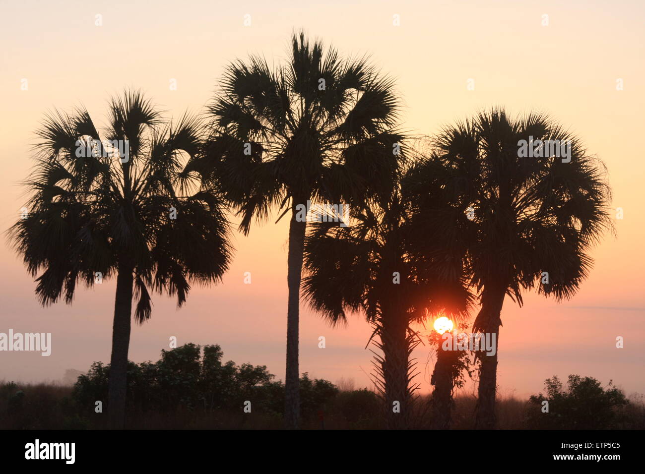 Sunrise en Floride centrale avec des palmiers au premier plan Banque D'Images