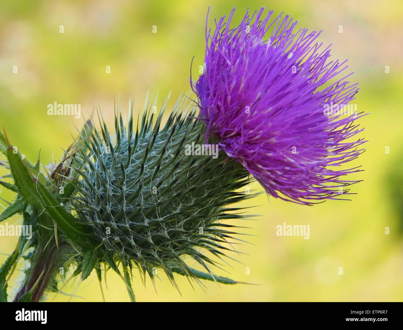 Close up of Scottish Thistle poussant dans la nature Banque D'Images