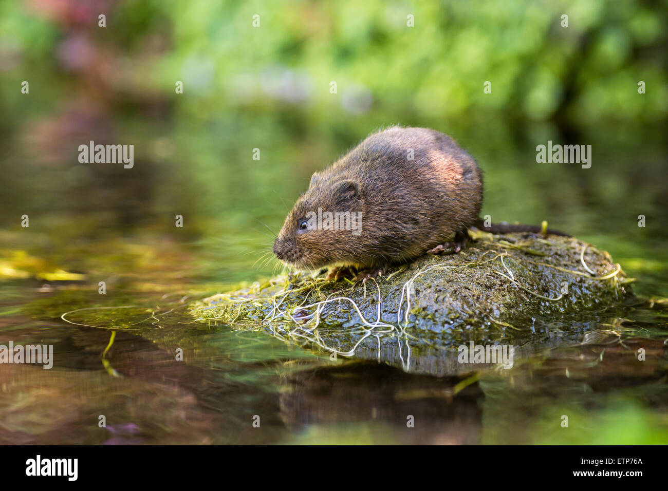 Le campagnol de l'eau (Arvicola terrestris) sur une pierre au milieu du gué Banque D'Images