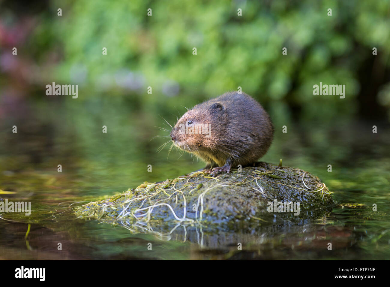 Le campagnol de l'eau (Arvicola terrestris) assis sur une pierre au milieu de l'eau. Banque D'Images