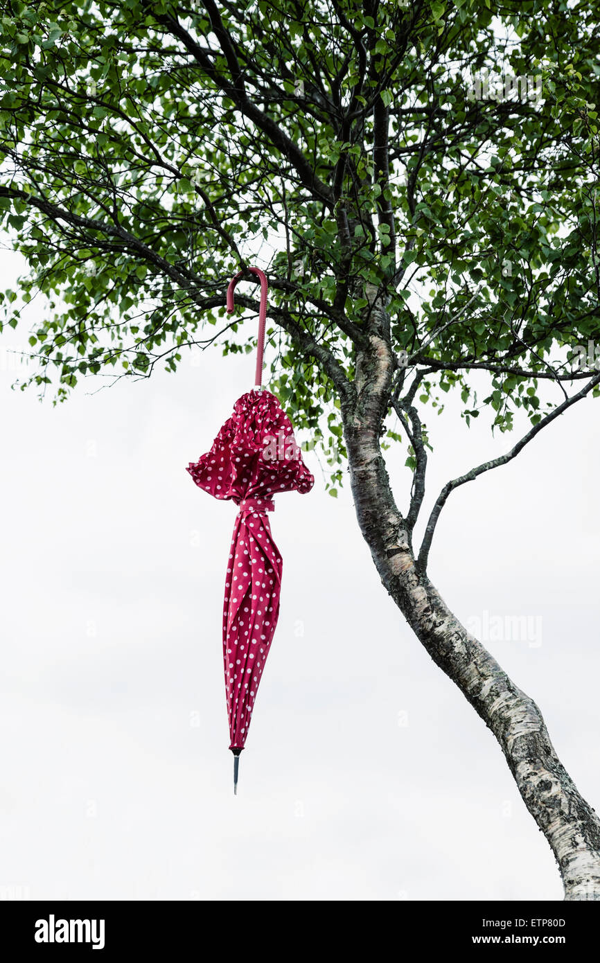 Un parapluie rouge à pois blancs est suspendu à un arbre Banque D'Images
