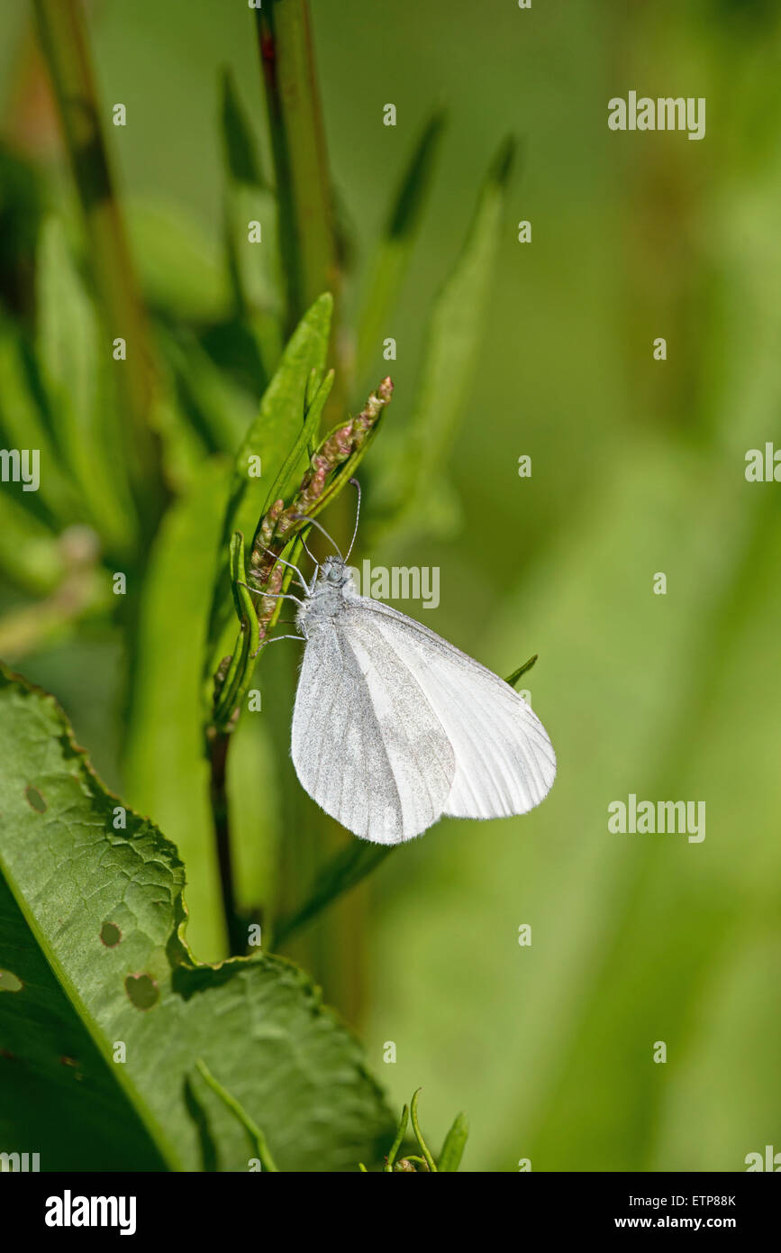 Blanc bois (Leptidea sinapis). Dessous de femme. Banque D'Images