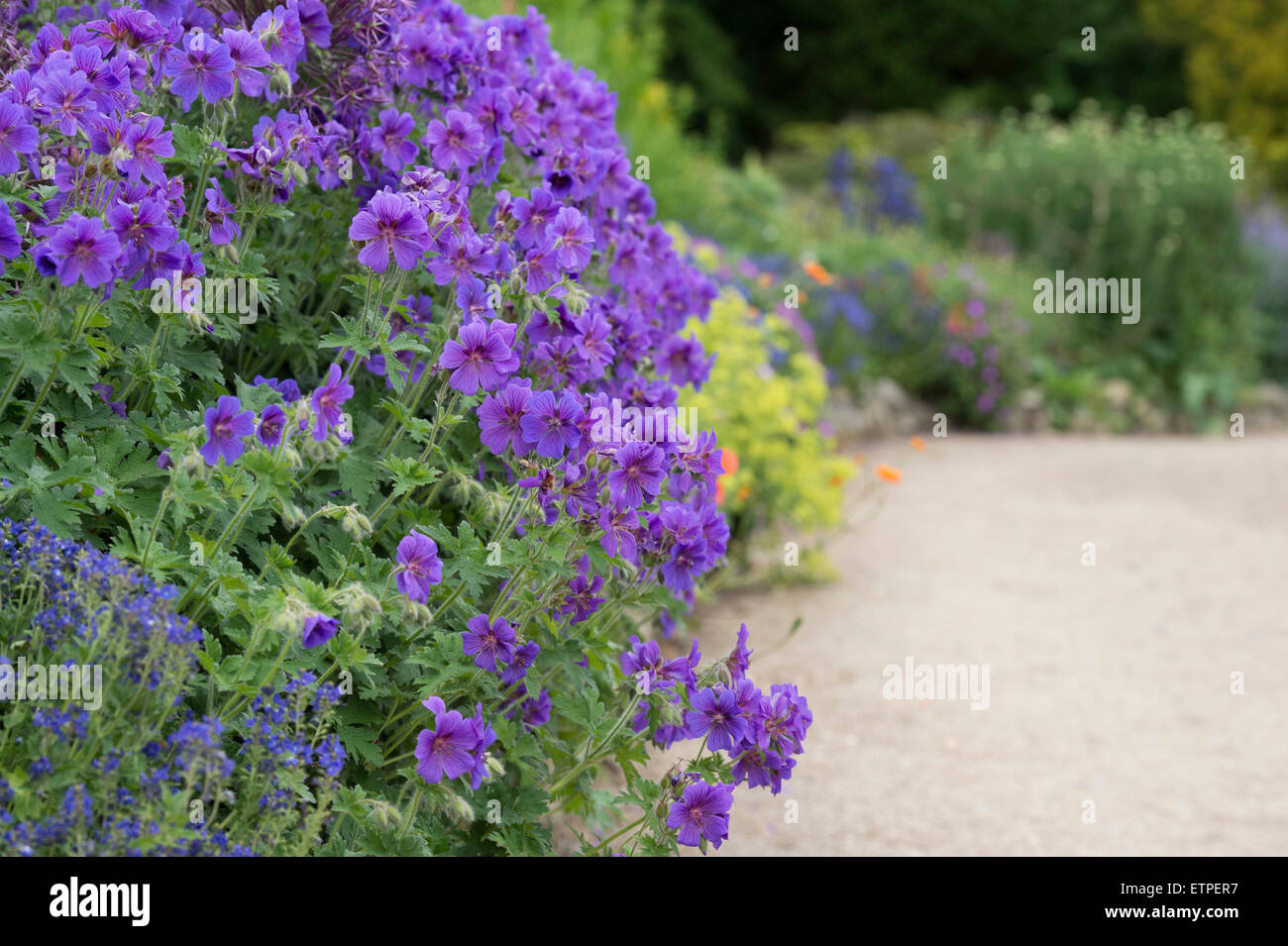Geranium magnificum. Géranium sanguin violet fleurs dans un jardin à la frontière Waterperry gardens, Oxfordshire, Angleterre Banque D'Images