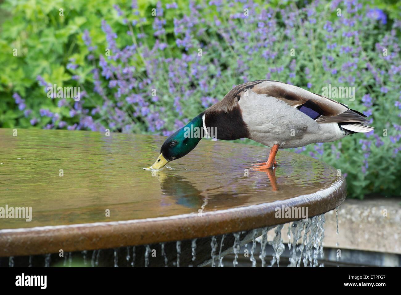 Canard colvert mâle d'un dispositif de l'eau potable à RHS Wisley Gardens. L'Angleterre Banque D'Images
