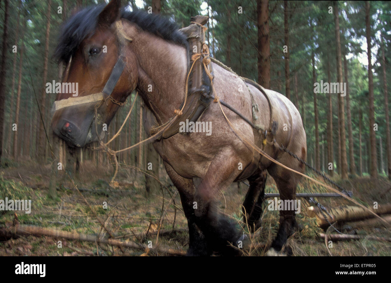 BEL, Belgique, la forêt de Raeren, les travaux forestiers avec les chevaux, à toute épreuve. BEL, Belgien, Raerener Wald, Waldarbeiten mit Pferden Banque D'Images