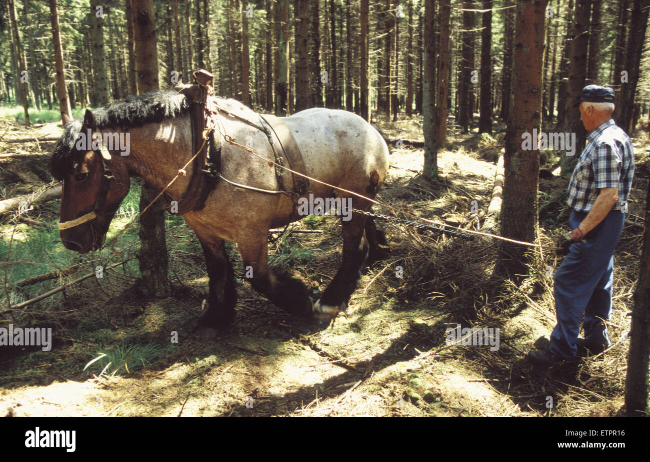 BEL, Belgique, la forêt de Raeren, les travaux forestiers avec les chevaux, à toute épreuve. BEL, Belgien, Raerener Wald, Waldarbeiten mit Pferden Banque D'Images
