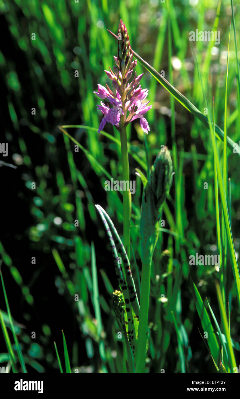BEL, la Belgique, l'Est des Ardennes, Hautes Fagnes, Hautes Fagnes, Heath Spotted Orchid (lat. dactylorhiza maculata). BEL, Belgien, Ostbelgi Banque D'Images