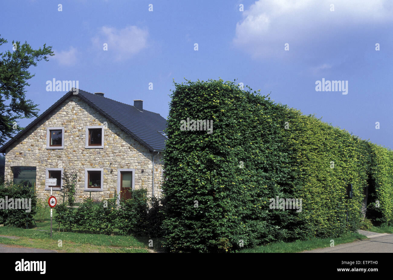 BEL, la Belgique, l'Est des Ardennes, Houffalize, le village de la trésorerie.  <Le hêtre haute haies à protéger les maisons contre les forts wi Banque D'Images