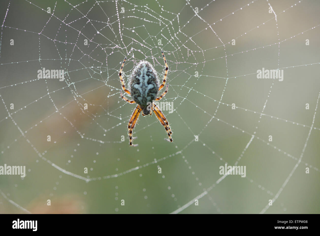 Le jardin européen, araignée Araneus diadematus, spider's web, vue arrière Banque D'Images