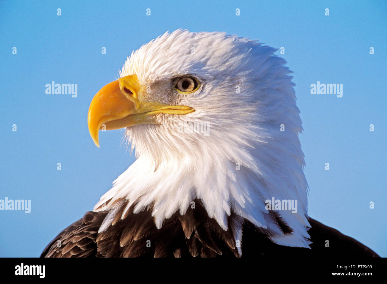 Tête de la tête mature Bald Eagle portrait gros plan ( Haliaeetus leucocephalus ) Banque D'Images