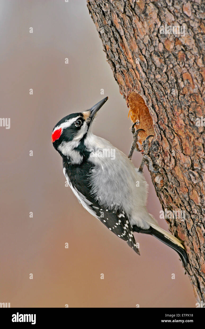 Pic poilu, femelle au trou de nid du pin, ( Picoides villosus ), Banque D'Images