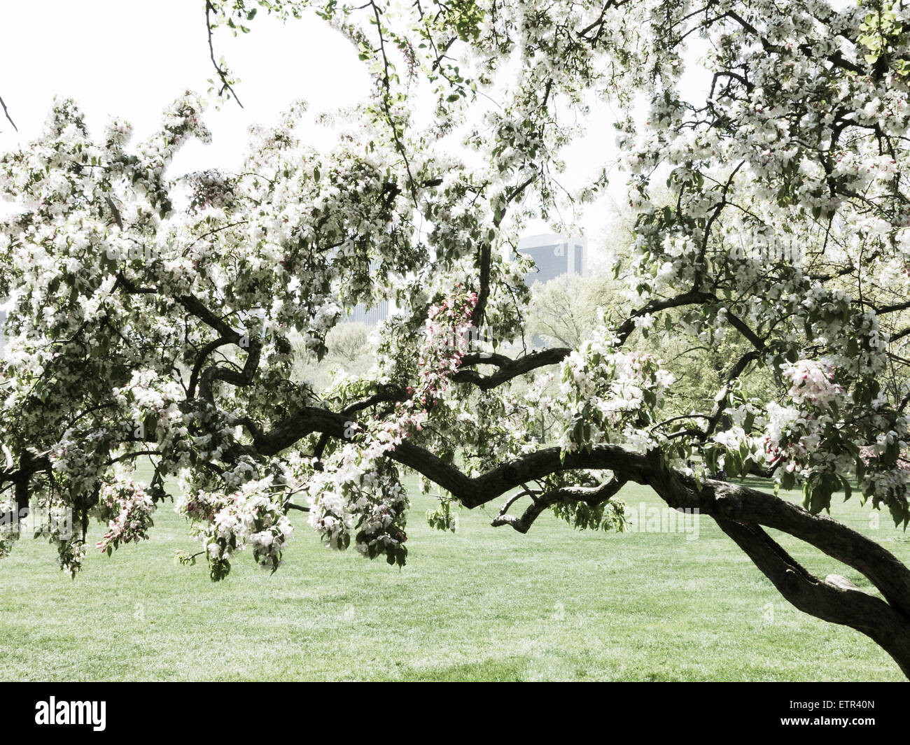 Arbre de printemps, les moutons pré dans Central Park, NYC Banque D'Images