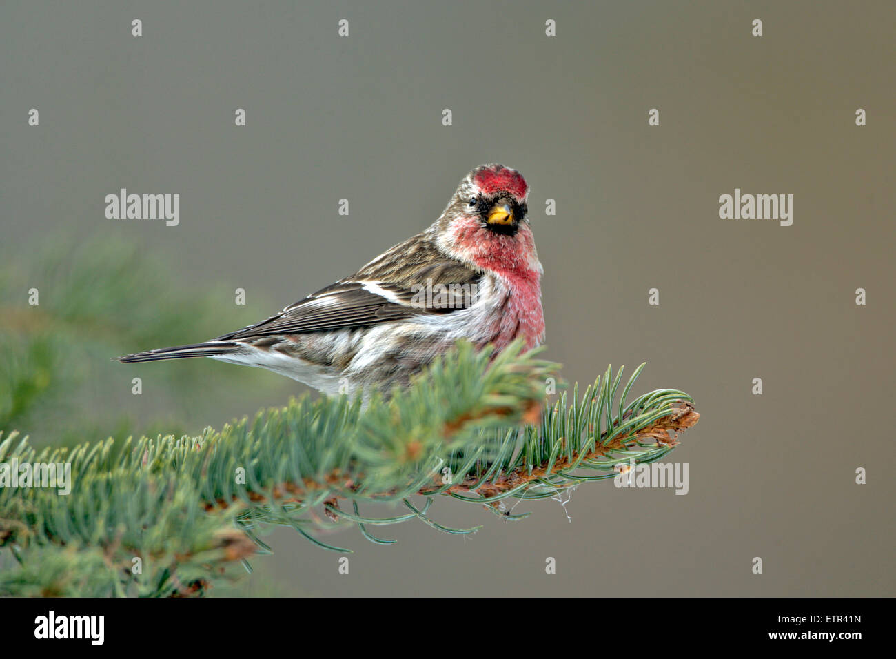 Pycnanthème gris Red poll perché en sapin Banque D'Images