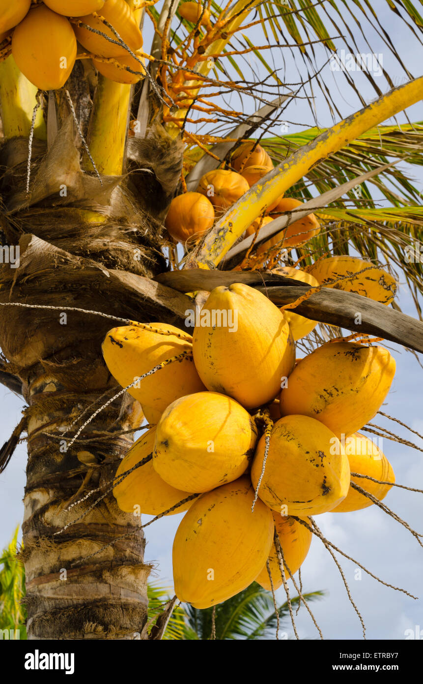 Des grappes d'orange douce coco close-up hanging on palm tree Banque D'Images
